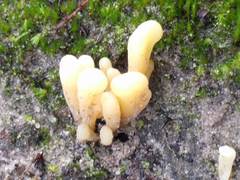 Clavaria argillacea