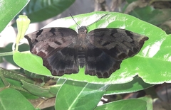 Achlyodes busirus heros
