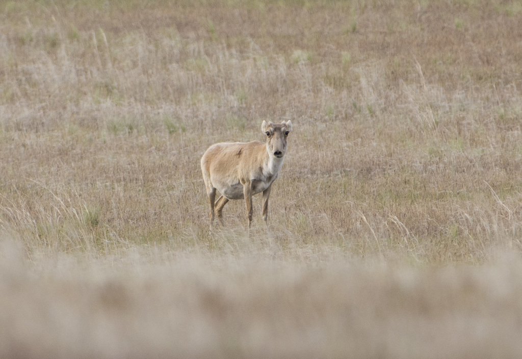 Russian Saiga in April 2020 by Pavel Shukov · iNaturalist