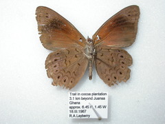 Sevenia occidentalium