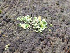 Cladonia humilis