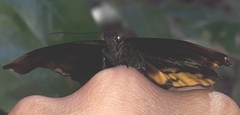 Achlyodes busirus heros
