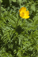 Pulsatilla aurea