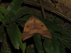 Thyas juno