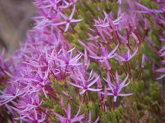 Calytrix exstipulata