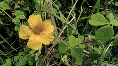 Oxalis lotoides