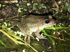 Leptodactylus podicipinus