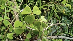 Oxalis lotoides