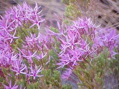 Calytrix exstipulata