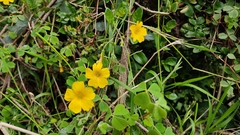 Oxalis lotoides
