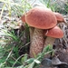 Foxy Bolete - Photo (c) jerry, some rights reserved (CC BY-NC), uploaded by jerry