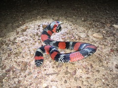 Xenodon matogrossensis