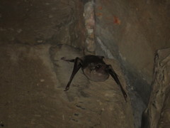 Taphozous longimanus
