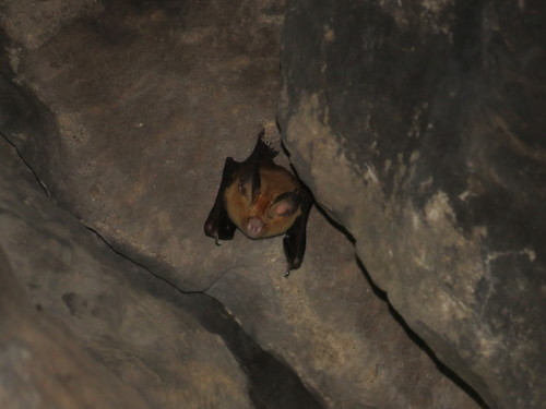 Andersen's Leaf-nosed Bat