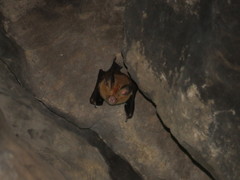 Hipposideros pomona