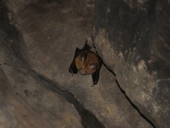 Hipposideros pomona