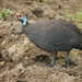 Reichenow's Helmeted Guineafowl - Photo (c) Nik Borrow, some rights reserved (CC BY-NC), uploaded by Nik Borrow