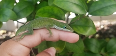 Anolis carolinensis
