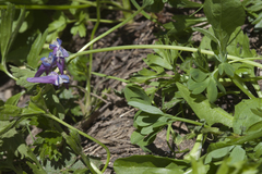Corydalis conorhiza