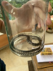 Oxyrhopus clathratus
