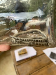 Oxyrhopus clathratus