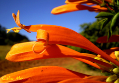 Pyrostegia