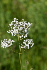 Valeriana rossica