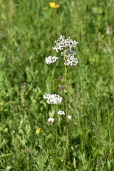 Valeriana rossica
