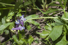 Corydalis conorhiza