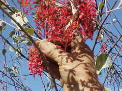 Grevillea wickhamii