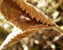 Oxyopes niveosigillatus