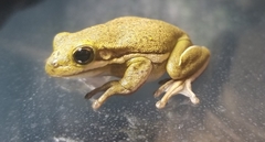 Hyla cinerea