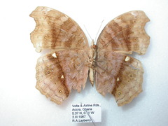 Junonia stygia