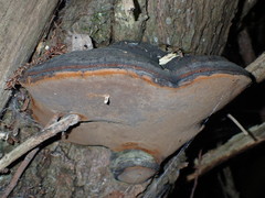 Phellinus igniarius trivialis