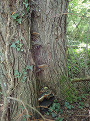 Phellinus igniarius trivialis