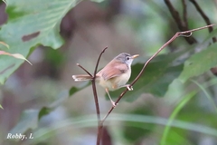Prinia rufescens
