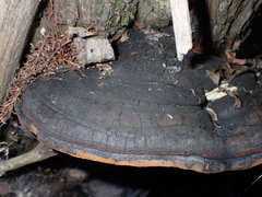 Phellinus igniarius trivialis