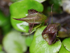 Corybas orbiculatus