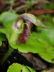 Corybas orbiculatus