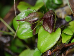 Corybas orbiculatus