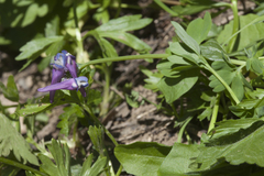 Corydalis conorhiza