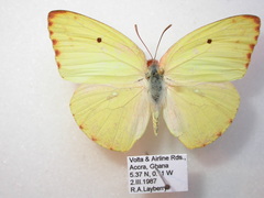 Catopsilia florella
