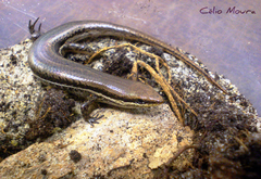 Brasiliscincus heathi