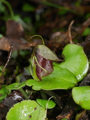 Corybas orbiculatus
