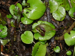 Corybas orbiculatus