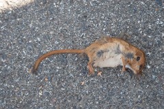 Muscardinus avellanarius