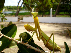 Stagmatoptera biocellata