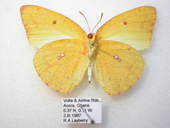 Catopsilia florella