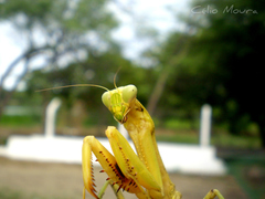 Stagmatoptera biocellata