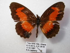 Vanessula milca milca